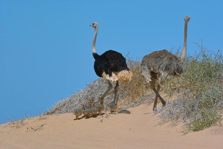 Sandwich Harbour Half-Day 4x4 Tour (5 hours) from Walvis Bay