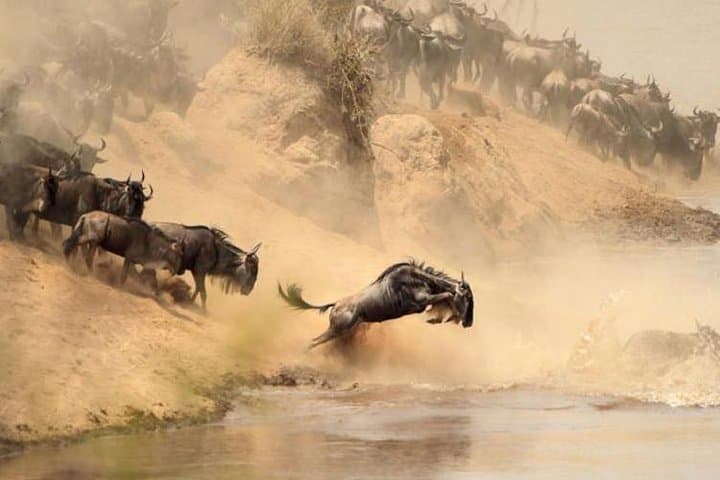 3 Day Maasai Mara 4x4 group Safari(Budget or Luxury room options)