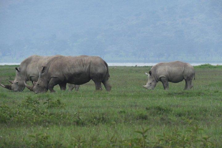 Day trip Lake Nakuru National Park