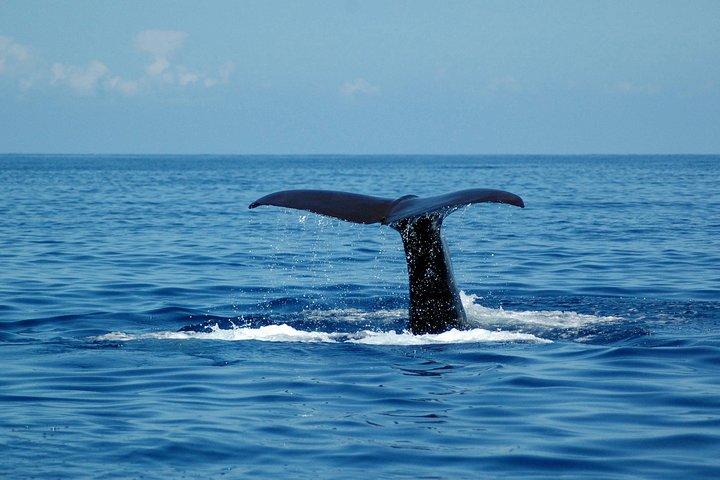 Seaborn Catamaran trips