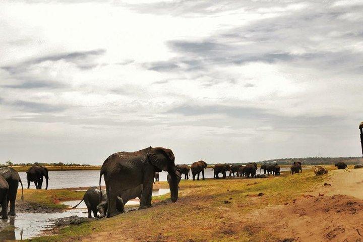 chobe Day trip