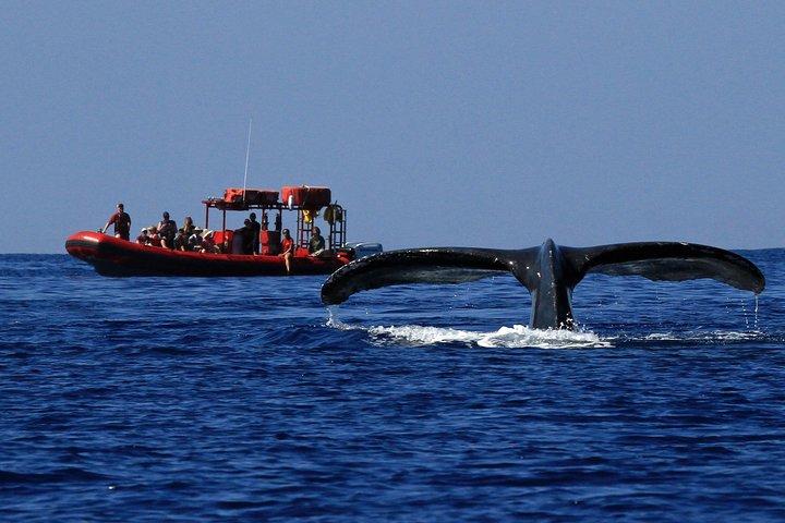Guaranteed Whale-Watching Tour by Raft from Kihei, Maui