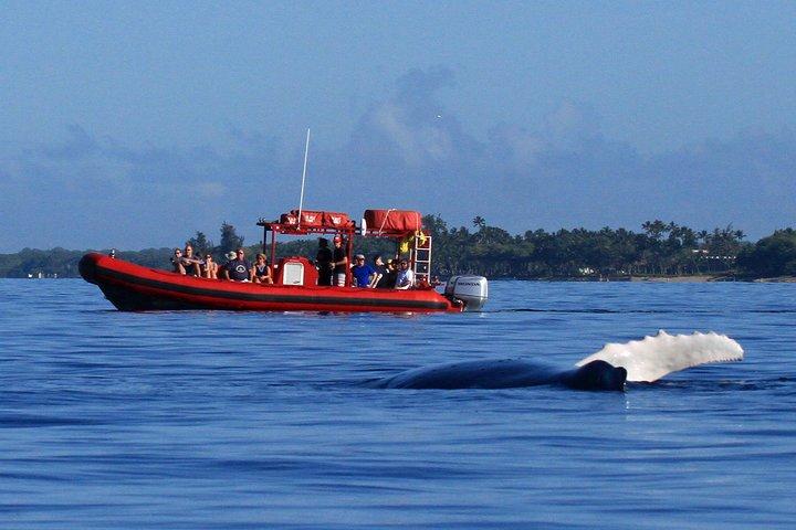 Guaranteed Whale-Watching Tour by Raft from Kihei, Maui