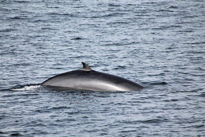 Whale Watching Tour with Professional Guide from Reykjavik