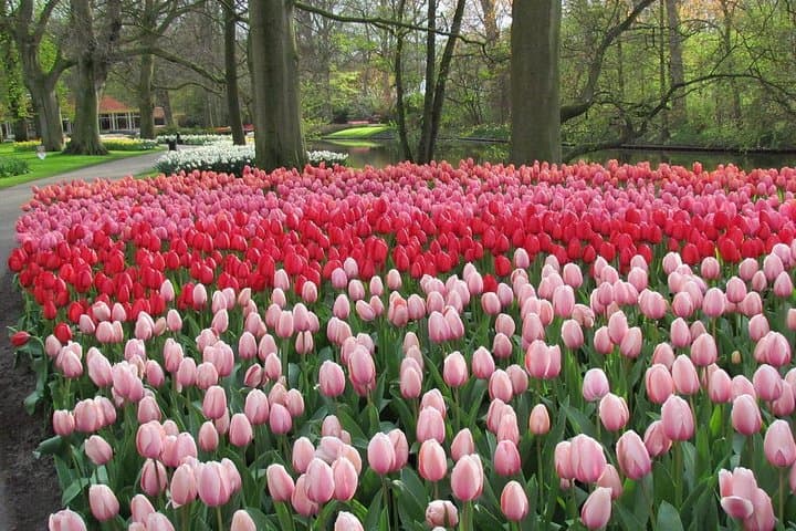 Private Day Trip to Keukenhof Gardens with Entrance Tickets