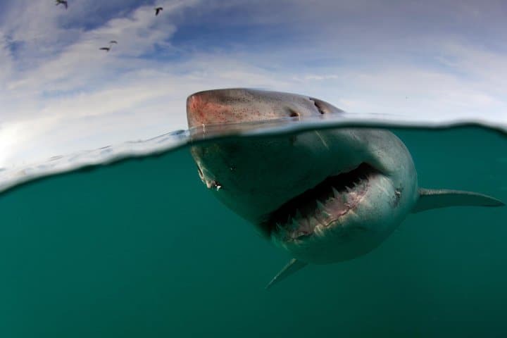 Shark Cage Diving Cape Town