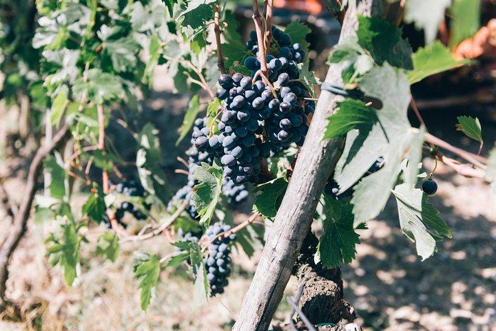 Private Grape stomping in Chianti from Siena