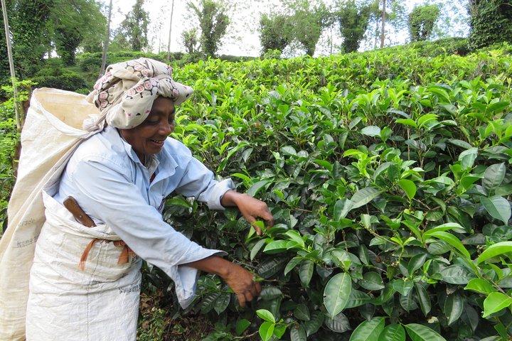 Kandy to Nuwara Eliya Day Trip – Little England & Tea Country