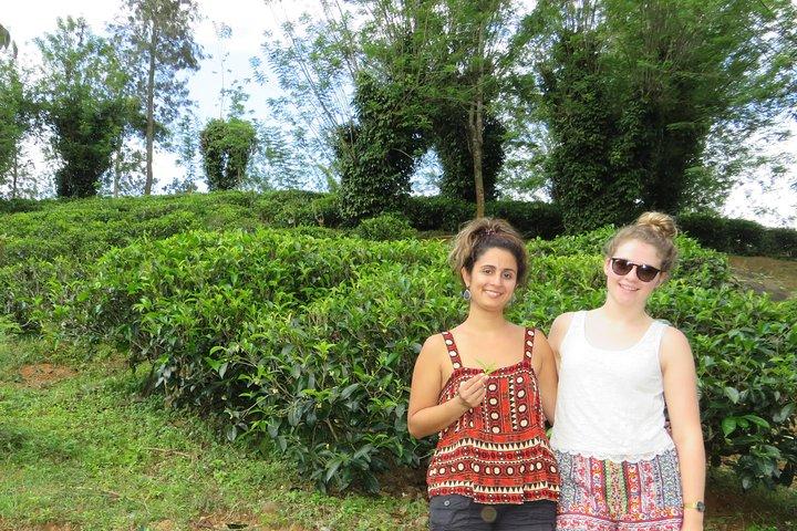 Kandy to Nuwara Eliya Day Trip – Little England & Tea Country