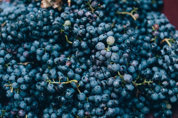 Private Grape stomping at Chianti Farmhouse