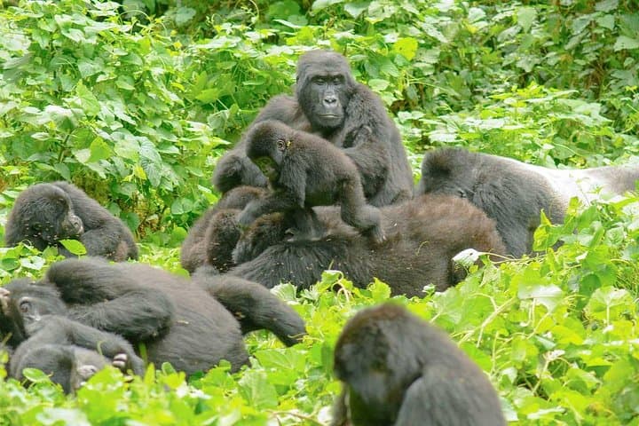 2 Days Amboseli Wildlife Safari kenya