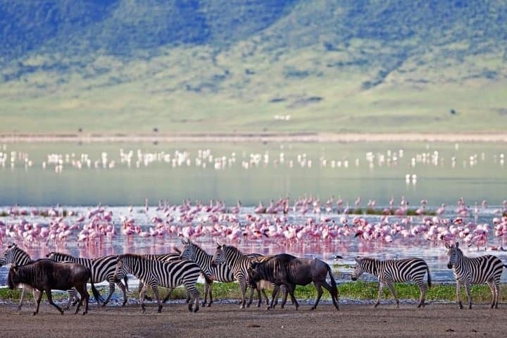 2 Days Amboseli Wildlife Safari kenya