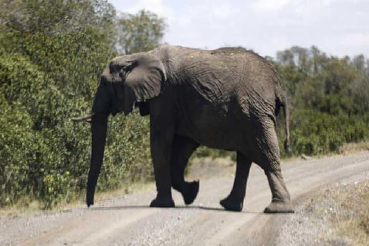 3 Days Masai Mara Private Safari at Sopa Lodge from Nairobi
