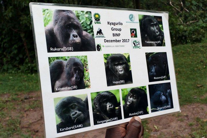 3 Days Gorilla trekking Safari Uganda, Bwindi Impenetrable Forest