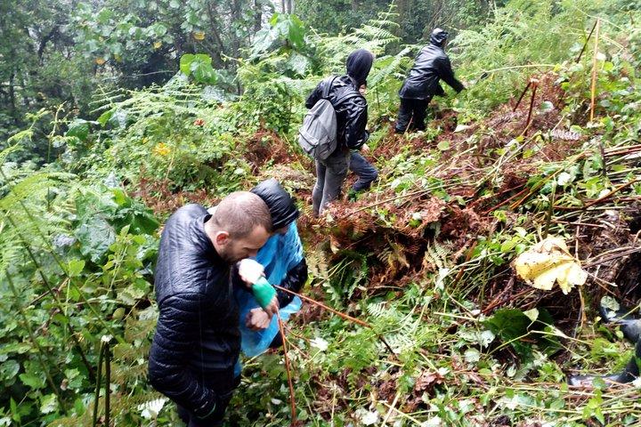 3 Days Gorilla trekking Safari Uganda, Bwindi Impenetrable Forest