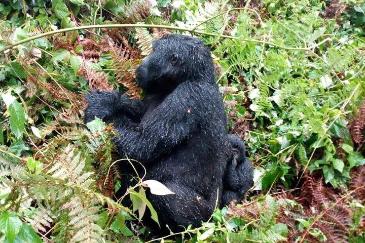 3 Days Gorilla trekking Safari Uganda, Bwindi Impenetrable Forest