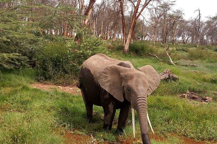 Lake Manyara, Serengeti and Ngoro Ngoro 4 days group joining tour