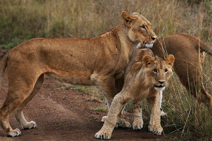 From Nairobi: 3 - Days Maasai Mara Group Safari by 4WD
