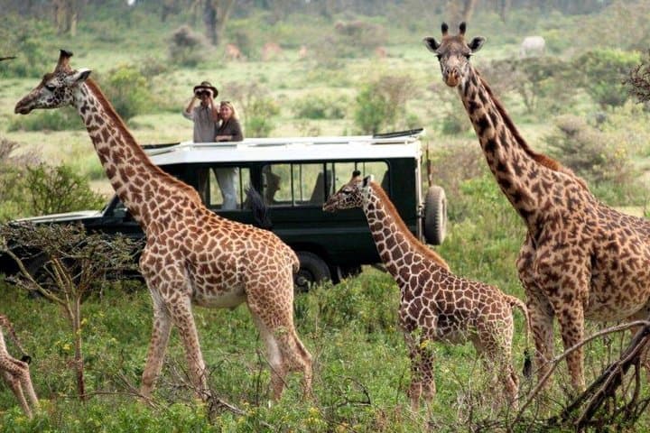 3 Days, 2 Nights Masai Mara Group Joining Safari by Landcruiser