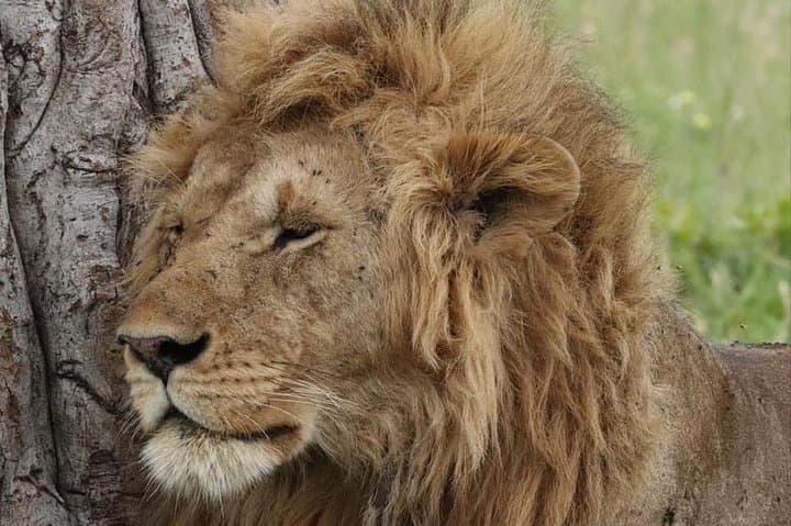 Animal Migration Safaris , Destination - Kenya