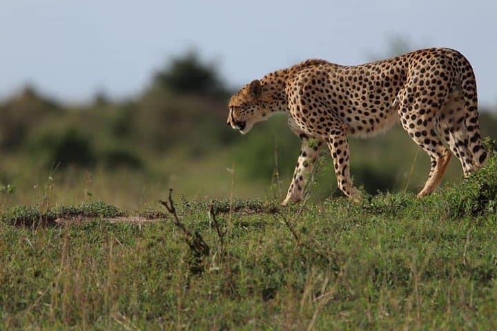 Animal Migration Safaris , Destination - Kenya