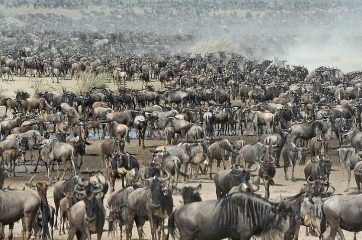 8 Days Kenya and Tanzania Private Lodging Safari from Nairobi