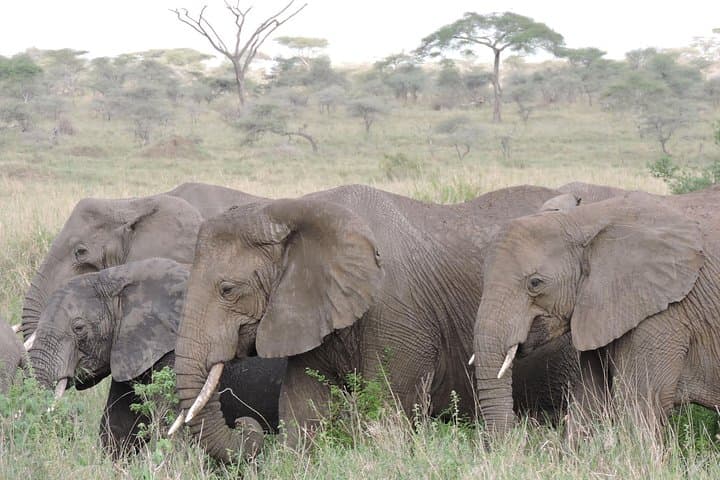 8 Days Kenya and Tanzania Private Lodging Safari from Nairobi