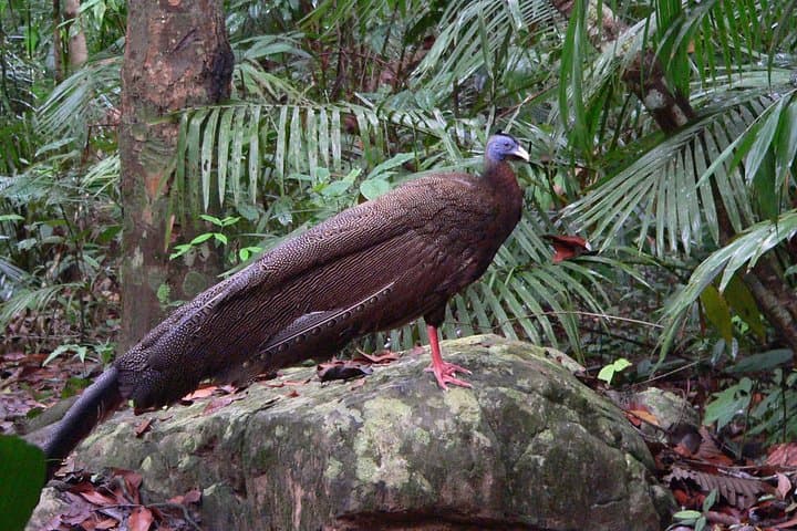 Taman Negara Day Tour with Canopy Walk