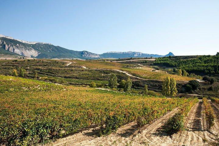 Rioja wine tour: winery and traditional lunch from San Sebastian