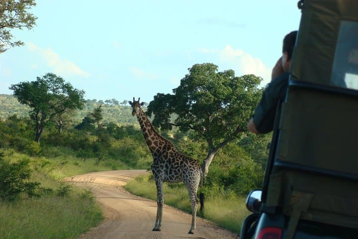 Morning Safari in Kruger National Park from Hazyview (AM KNP)