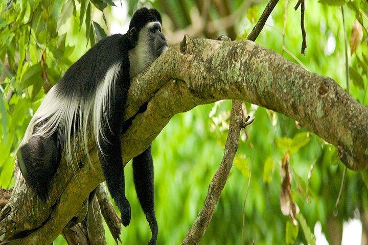 Day Trip Game Drive- Arusha National Park from Arusha Town