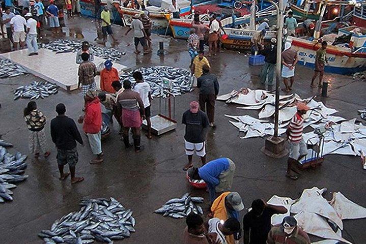 Shore Excursions Colombo Port Passenger Jetty to Negombo By Car