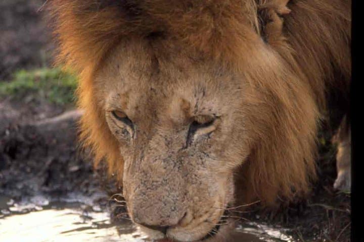 2 Days Amboseli Safari using a 4x4 Landcruiser jeep(with options)
