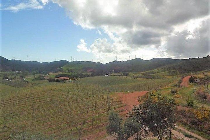 Algarve wine tour and lunch in Silves or time to visit the city