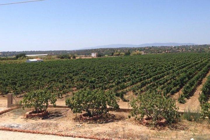 Algarve wine tour and lunch in Silves or time to visit the city