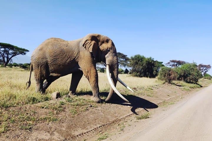 Day Tour to Amboseli National Park