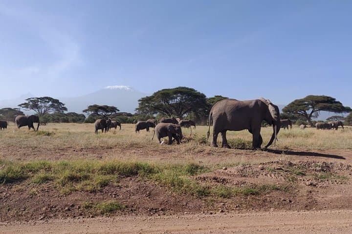 Overnight Safari to Amboseli National Park