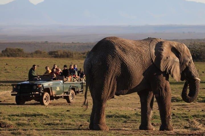 2 Day Safari Experience from Cape Town