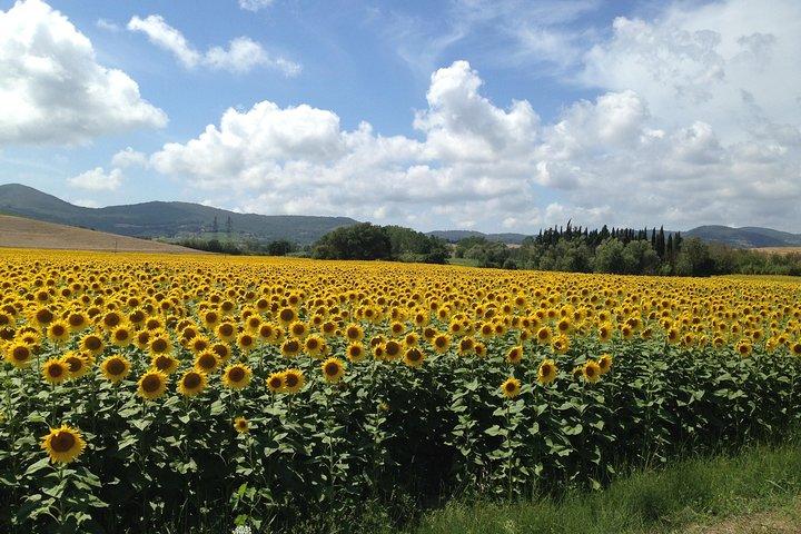 Pisa and San Gimignano Tour from Florence