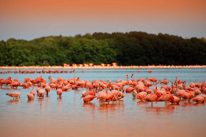 Celestun Biosphere Reserve Tour from Merida