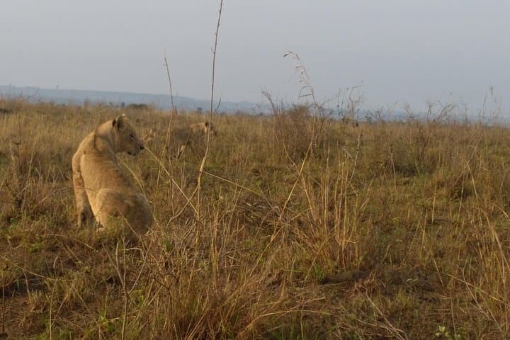 Nairobi National Park, Giraffe Center & Karen Blixen Museum