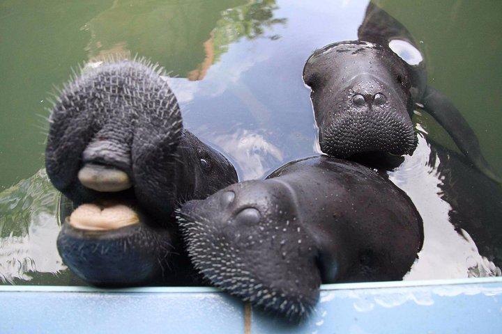 Amazon Rescue Center - Manatees Conservation Center Admission Ticket