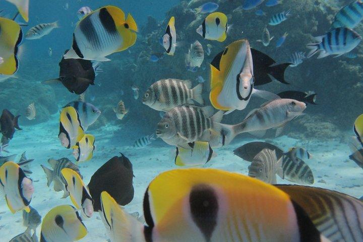 Half day Snorkeling Shared Boat Tour in Bora Bora