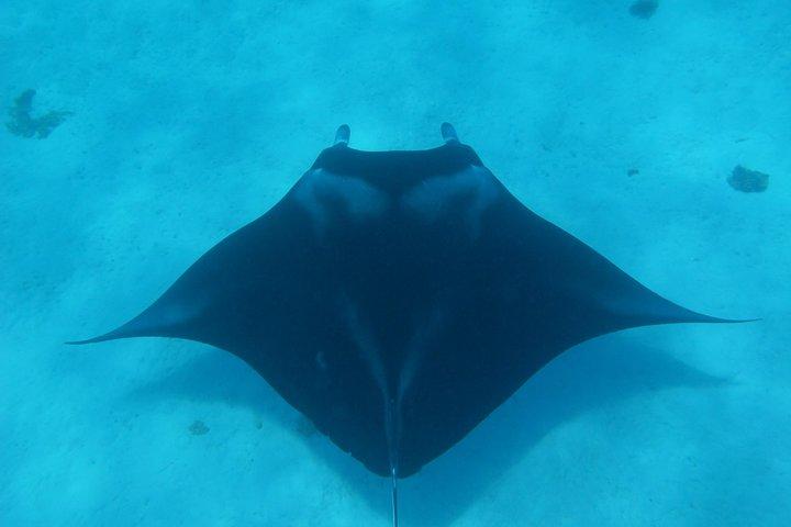 Half day Snorkeling Shared Boat Tour in Bora Bora