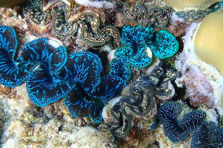 Half day Snorkeling Shared Boat Tour in Bora Bora