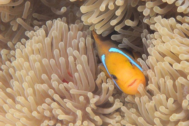 Half day Snorkeling Shared Boat Tour in Bora Bora