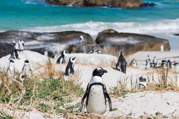 Full day Cape Point + Constantia Wine Tour with Private Transfer
