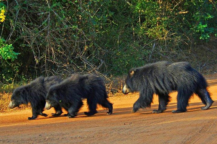 Exclusive : Overnight Leopard Safari with Luxury Glamping