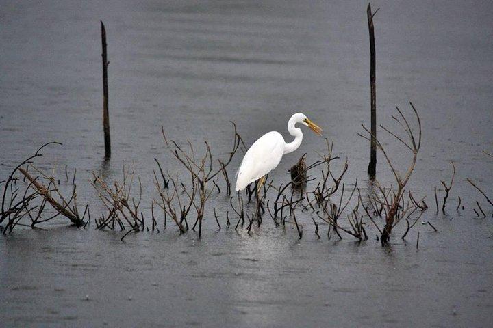 Exclusive: Muthurajawela Bird Watching Tour with Transfers