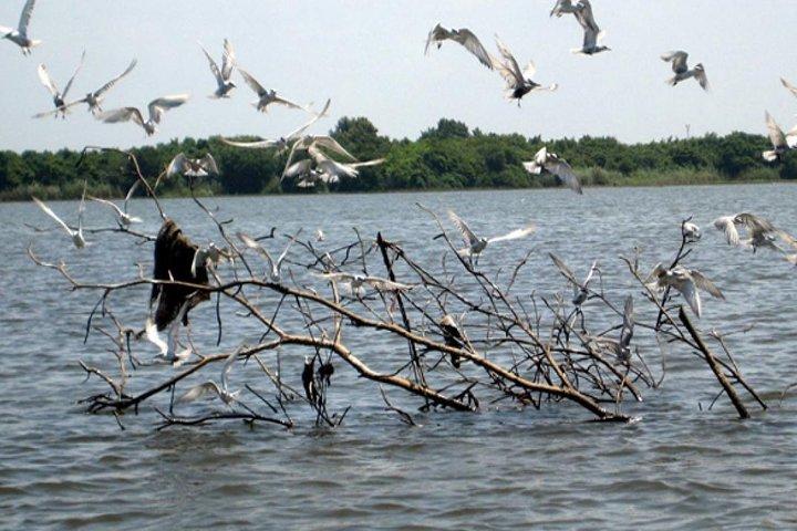 Exclusive: Muthurajawela Bird Watching Tour with Transfers